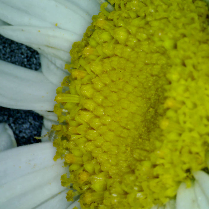 Mighty Scope v2 USB Digital Microscope — starboardtechnology