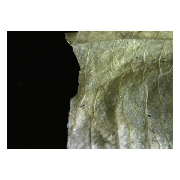 Digital Microscope Cyclops HDMI [12x-132x] with 4x Lens