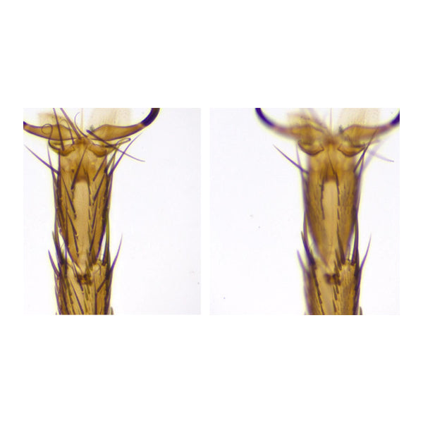 ESD Safe SPZV-50E Stereo Zoom Trinocular Microscope with Mighty Cam USB Camera