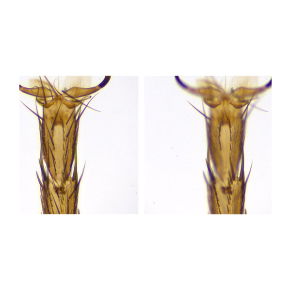 Stereo Zoom Trinocular Microscope SPZV-50 [6.75x-50x] on Post Stand with Integrated Light and USB 6M Camera